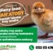 Ny zanak&rsquo;akoho manatody iray andro Mah&rsquo;Atody vokarin&rsquo;ny AGRIFARM dia azonao fandrihana mivantana any amin&rsquo;ny 032 03 476 46.
