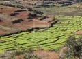 ALIMENTATION – Six filières priorisées dans le Pacte sur la souveraineté alimentaire et la résilience de Madagascar