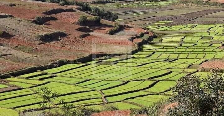 ALIMENTATION – Six filières priorisées dans le Pacte sur la souveraineté alimentaire et la résilience de Madagascar