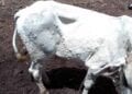 SANTE ANIMALE – 469 animaux affectés par la dermatose dans la région Diana dont 17 ont succombé