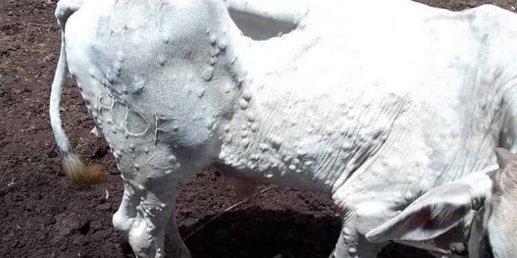 SANTE ANIMALE – 469 animaux affectés par la dermatose dans la région Diana dont 17 ont succombé