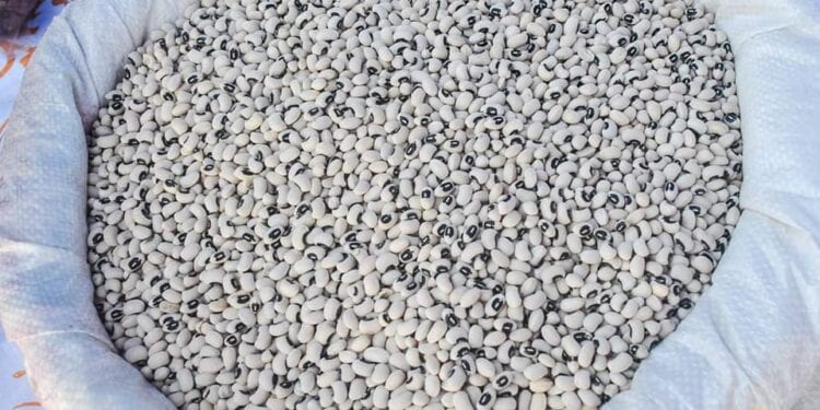 EXPORTATION – L’Union Européenne renforce son contrôle sur les black eyes en provenance de Madagascar envoyés sur son territoire