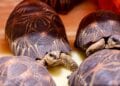 TRAFIC – Le WWF rappelle que la détention des tortues radiées ou « Sokake » est un délit