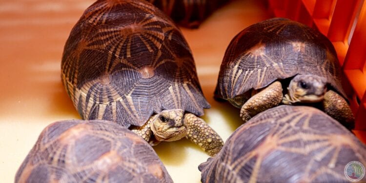 TRAFIC – Le WWF rappelle que la détention des tortues radiées ou « Sokake » est un délit