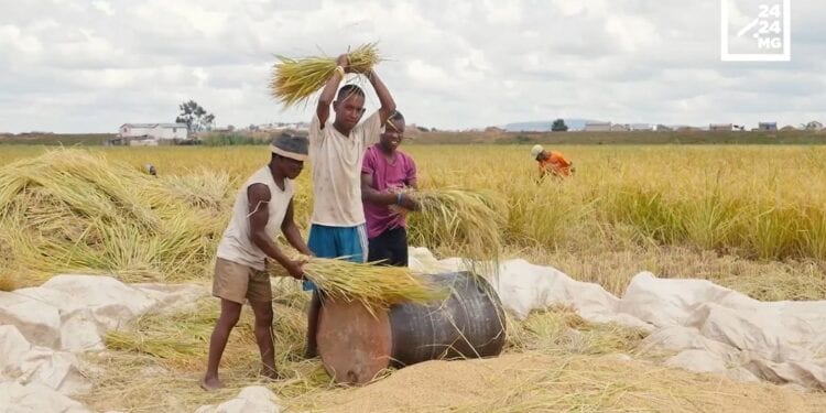 AGRICULTURE – Madagascar définit les risques agricoles pour mieux les gérer