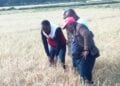 Alaotra Mangoro : Des appuis aux paysans de la région victimes des grêles tombées jeudi dernier sur leurs rizières 