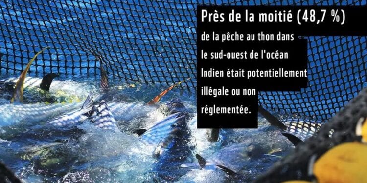 Océan Indien : Près de la moitié de la pêche thonière potentiellement illégale ou non règlementée