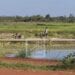 ALIMENTATION – Madagascar reste parmi les 33 pays africains qui ont besoin d’aide extérieure pour couvrir leurs besoins alimentaires