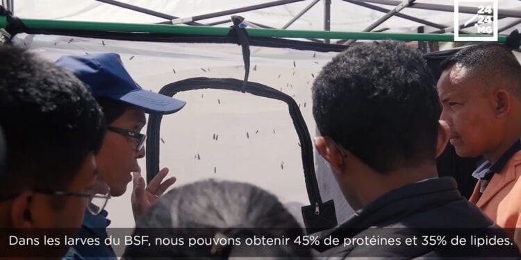 ELEVAGE – Le black soldier fly ou l&rsquo;insecte qui nourrit les animaux