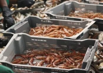PRODUITS DE RENTE – La valeur des exportations de crevettes et d’autres produits de la pêche en hausse