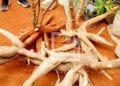 Madagascar vise une production d’environ 7 millions de tonnes de manioc d’ici 2027