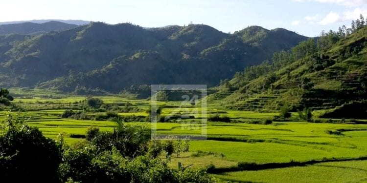 AGRICULTURE – Un besoin urgent de semence de riz à Ikongo pour sauver la récolte de 2024