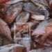 La consommation de poissons autour de cinq kilos par personne par an pour Madagascar