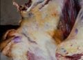 HYGIENE ALIMENTAIRE – La diète hydrique peu respectée par les abattoirs locaux