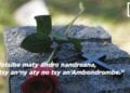 OHABOLANA – « Rafotsy be maty andro nandroana, sady tsy an’ny aty no tsy an’Ambondrombe »