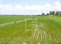 AGRICULTURE – Des usines de production d&rsquo;engrais à mettre en place en six mois dans les régions productrices de riz