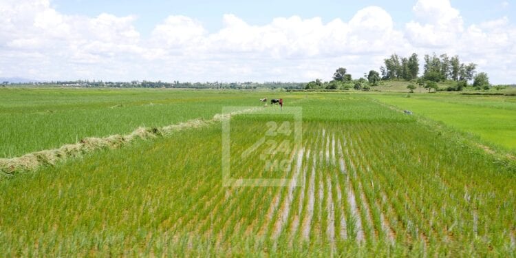 AGRICULTURE – Des usines de production d’engrais à mettre en place en six mois dans les régions productrices de riz