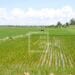 AGRICULTURE – Des usines de production d’engrais à mettre en place en six mois dans les régions productrices de riz