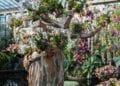 ÉVÉNEMENT – Ouverture du Festival des orchidées de Kew Gardens consacré à Madagascar ce samedi à Londres