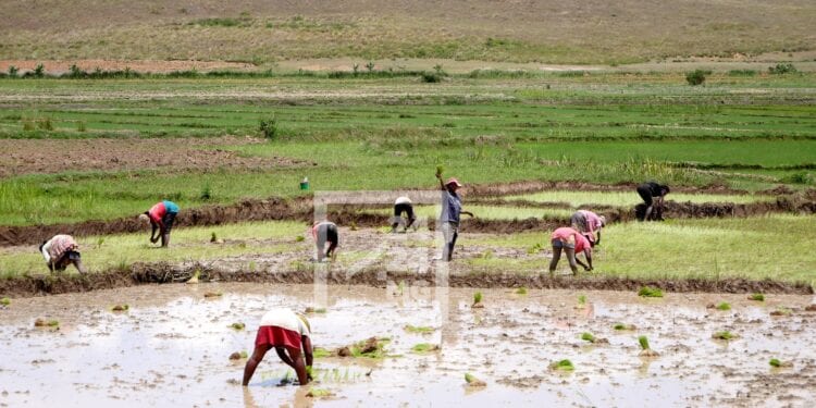 RIZICULTURE – Moins de 10% des ménages agricoles à Madagascar utilisent des machines agricoles