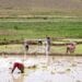 RIZICULTURE – Moins de 10% des ménages agricoles à Madagascar utilisent des machines agricoles