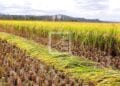 Le Fofifa évoque un renforcement de mesures afin de protéger le patrimoine génétique du riz malgache face à la propagation des maladies bactériennes