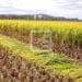 Le Fofifa évoque un renforcement de mesures afin de protéger le patrimoine génétique du riz malgache face à la propagation des maladies bactériennes