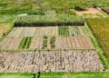 AGRICULTURE – Près de 2 700 ménages précaires formés à la technique de production de subsistance Pfumvudza