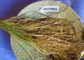 AGRICULTURE – La nouvelle variété de riz « mavitrika » peut produire jusqu’à 4,5 tonnes/ha