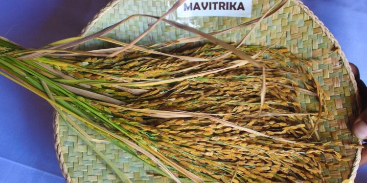 AGRICULTURE – La nouvelle variété de riz « mavitrika » peut produire jusqu’à 4,5 tonnes/ha