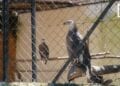 COOPÉRATION – Partenariat entre l’ONG Inviso et le parc de Tsimbazaza pour l’approvisionnement en nourritures des animaux du parc