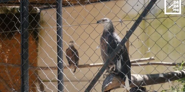 COOPÉRATION – Partenariat entre l’ONG Inviso et le parc de Tsimbazaza pour l’approvisionnement en nourritures des animaux du parc