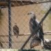 COOPÉRATION – Partenariat entre l’ONG Inviso et le parc de Tsimbazaza pour l’approvisionnement en nourritures des animaux du parc