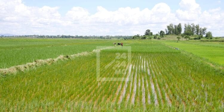 LE FMI recommande une réforme complète de la fiscalité pour le secteur du riz