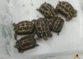 TRAFIC ILLICITE – Un étranger interpellé à l&rsquo;aéroport d&rsquo;Ivato avec des espèces animales protégées