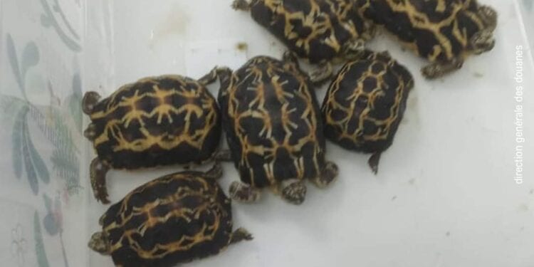 TRAFIC ILLICITE – Un étranger interpellé à l&rsquo;aéroport d&rsquo;Ivato avec des espèces animales protégées