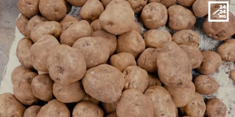 MADAGASCAR – 250 000 tonnes de pommes de terre produites annuellement