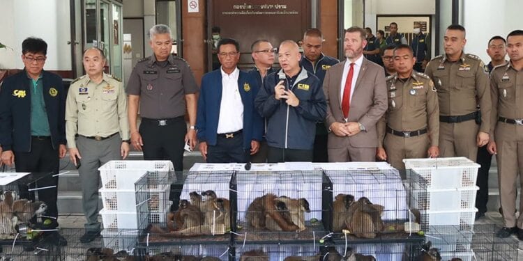 TRAFIC – La valeur des lémuriens et tortues saisis en Thaïlande estimée à 3 millions de dollars