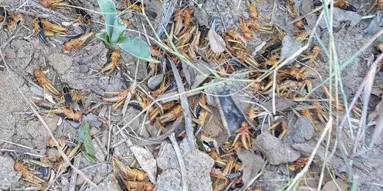INVASION ACRIDIENNE – Plus de 11.000 ha de zone infestée de criquets traitée dans le Menabe