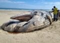 ENVIRONNEMENT – Un cadavre de baleine découvert sur la plage de Kimony à Morondava