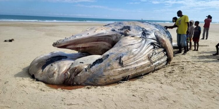 ENVIRONNEMENT – Un cadavre de baleine découvert sur la plage de Kimony à Morondava