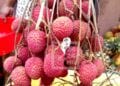 PRODUIT DE RENTE – 16 860,3 tonnes de litchis exportés pour une valeur FOB de 54,384 milliards d’ariary en 2023