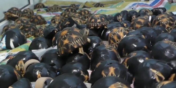 TRAFIC – 400 tortues annoncées comme en provenance de Madagascar interceptées aux Comores