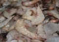 PECHE INDUSTRIELLE AUX CREVETTES – 7,455 milliards d’ariary de recettes en six mois
