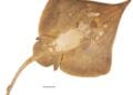 BIODIVERSITE – Découverte d’une nouvelle espèce de raie, le Leucoraja longirostris, à Madagascar