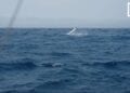 EXCURSION – Un safari dans les eaux de Sainte-Marie avec les baleines à bosse en guest stars