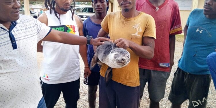 Une otarie pêchée à Taolagnaro, une première depuis plusieurs années