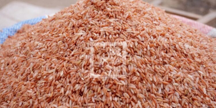 Pas de baisse saisonnière enregistrée sur le prix du riz durant la période de récolte