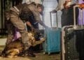 LUTTE CONTRE LES TRAFICS – La brigade canine de la Douane entre en service à Nosy-Be