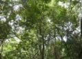ENVIRONNEMENT – 522 millions de dollars de financement climatique pour Madagascar en 2023